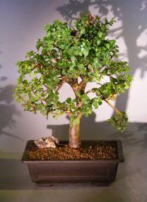 Baby Jade  Bonsai Tree<br><i>(Portulacaria Afra)</i>