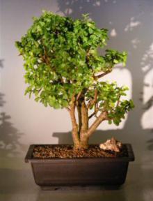 Baby Jade  Bonsai Tree<br><i>(Portulacaria Afra)</i>