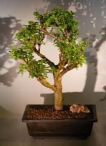 Baby Jade  Bonsai Tree<br><i>(Portulacaria Afra)</i>