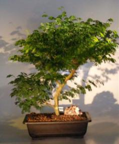 Flowering Brazilian Raintree Bonsai Tree <br><i>(pithecellobium tortum)</i>