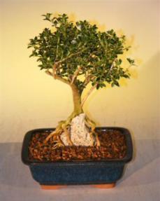 Flowering Mount Fuji Serissa  - Root Over Rock Style<br><i>(serissa foetida)</i>