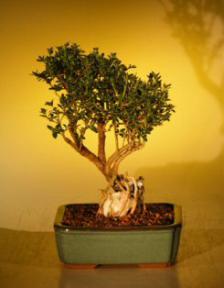 Flowering Mount Fuji Serissa  - Root Over Rock Style<br><i>(serissa foetida)</i>