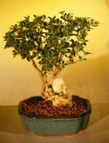 Flowering Mount Fuji Serissa  - Root Over Rock Style<br><i>(serissa foetida)</i>