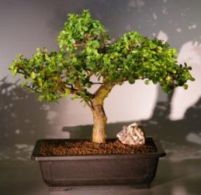 Baby Jade  Bonsai Tree<br><i>(Portulacaria Afra)</i>