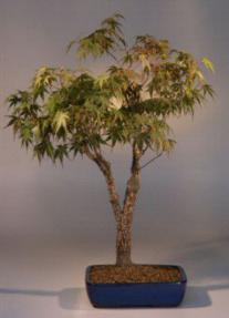 Cork Bark Maple Bonsai Tree<br><i>(acer palmatum 'arakawa')</i>