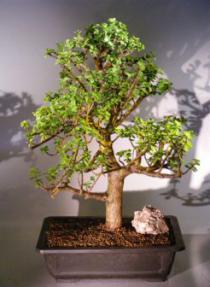 Baby Jade  Bonsai Tree<br><i>(Portulacaria Afra)</i>