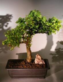 Baby Jade  Bonsai Tree<br><i>(Portulacaria Afra)</i>