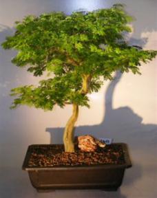 Flowering Brazilian Raintree Bonsai Tree <br><i>(pithecellobium tortum)</i>