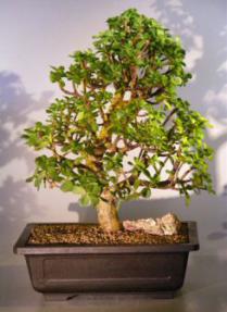 Baby Jade  Bonsai Tree<br><i>(Portulacaria Afra)</i>