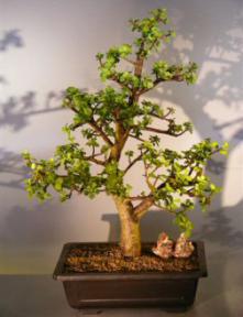 Baby Jade  Bonsai Tree<br><i>(Portulacaria Afra)</i>