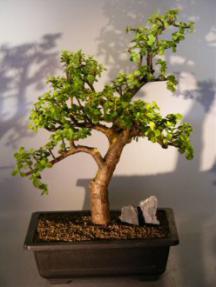 Baby Jade  Bonsai Tree<br><i>(Portulacaria Afra)</i>