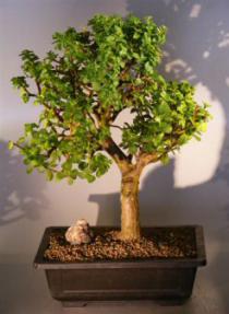 Baby Jade  Bonsai Tree<br><i>(Portulacaria Afra)</i>