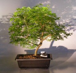 Flowering Brazilian Raintree Bonsai Tree <br><i>(pithecellobium tortum)</i>