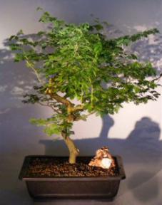 Flowering Brazilian Raintree Bonsai Tree <br><i>(pithecellobium tortum)</i>