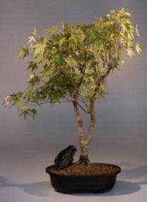 Japanese Maple variegated Bonsai Tree<br><i>(acer palmatum 'variegata')</i>