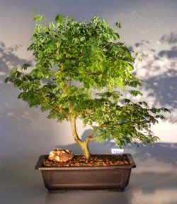 Flowering Brazilian Raintree Bonsai Tree <br><i>(pithecellobium tortum)</i>