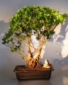 Ficus Retusa Bonsai Tree - Banyan Style<br><i>(ficus retusa)</i>