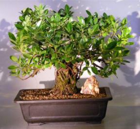 Ficus Retusa Bonsai Tree - Banyan Style<br><i>(ficus retusa)</i>