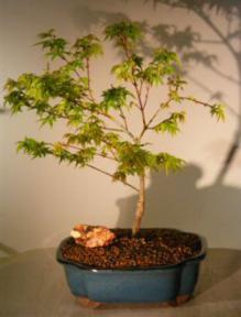 Dwarf Japanese Maple<br>(acer palmatum 