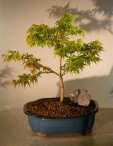 Dwarf Japanese Maple<br>(acer palmatum 