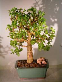 Baby Jade  Bonsai Tree<br><i>(Portulacaria Afra)</i>