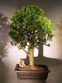 Baby Jade  Bonsai Tree<br><i>(Portulacaria Afra)</i>