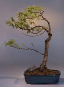 Japanese Maple Bonsai Tree<br><i>(acer palmatum)</i>