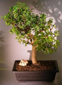 Baby Jade  Bonsai Tree<br><i>(Portulacaria Afra)</i>