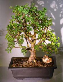 Baby Jade  Bonsai Tree<br><i>(Portulacaria Afra)</i>