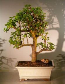 Baby Jade  Bonsai Tree<br><i>(Portulacaria Afra)</i>