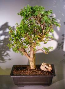 Baby Jade  Bonsai Tree<br><i>(Portulacaria Afra)</i>