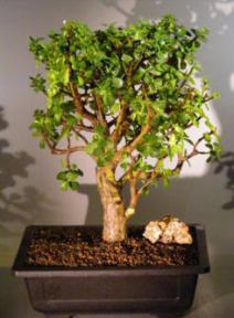 Baby Jade  Bonsai Tree<br><i>(Portulacaria Afra)</i>