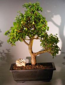 Baby Jade  Bonsai Tree<br><i>(Portulacaria Afra)</i>