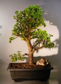 Baby Jade  Bonsai Tree<br><i>(Portulacaria Afra)</i>