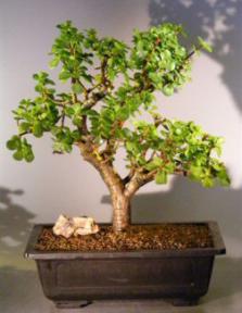 Baby Jade  Bonsai Tree<br><i>(Portulacaria Afra)</i>