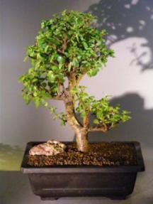 Baby Jade  Bonsai Tree<br><i>(Portulacaria Afra)</i>