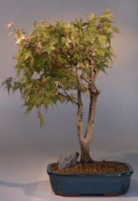 Japanese Maple Variegated Bonsai Tree<br><i>(acer palmatum 'variegata')</i>