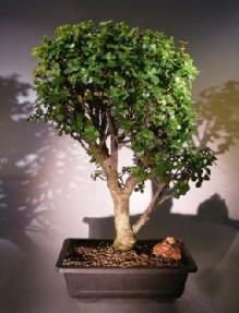 Baby Jade  Bonsai Tree<br><i>(Portulacaria Afra)</i>