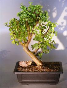 Baby Jade  Bonsai Tree<br><i>(Portulacaria Afra)</i>