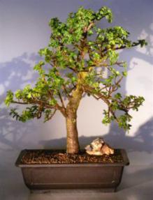 Baby Jade  Bonsai Tree<br><i>(Portulacaria Afra)</i>