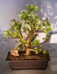 Baby Jade  Bonsai Tree<br><i>(Portulacaria Afra)</i>