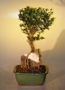 Flowering Mount Fuji Serissa  - Root Over Rock Style<br><i>(serissa foetida)</i>