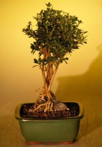 Flowering Mount Fuji Serissa  - Root Over Rock Style<br><i>(serissa foetida)</i>