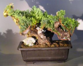 Juniper Bonsai Tree - Phoenix Graft<br><i>(juniper procumbens nana)</i>