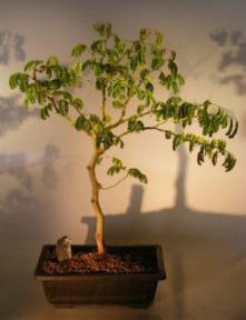 Flowering Brazilian Raintree Bonsai Tree <br><i>(pithecellobium tortum)</i>