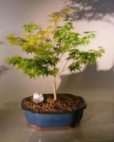 Dwarf Japanese Maple<br>(acer palmatum 