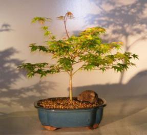 Dwarf Japanese Maple<br>(acer palmatum 