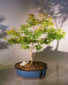 Dwarf Japanese Maple<br>(acer palmatum 