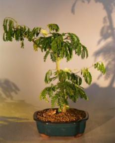 Flowering Brazilian Raintree Bonsai Tree <br><i>(pithecellobium tortum)</i>