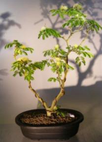 Flowering Brazilian Raintree Bonsai Tree <br><i>(pithecellobium tortum)</i>